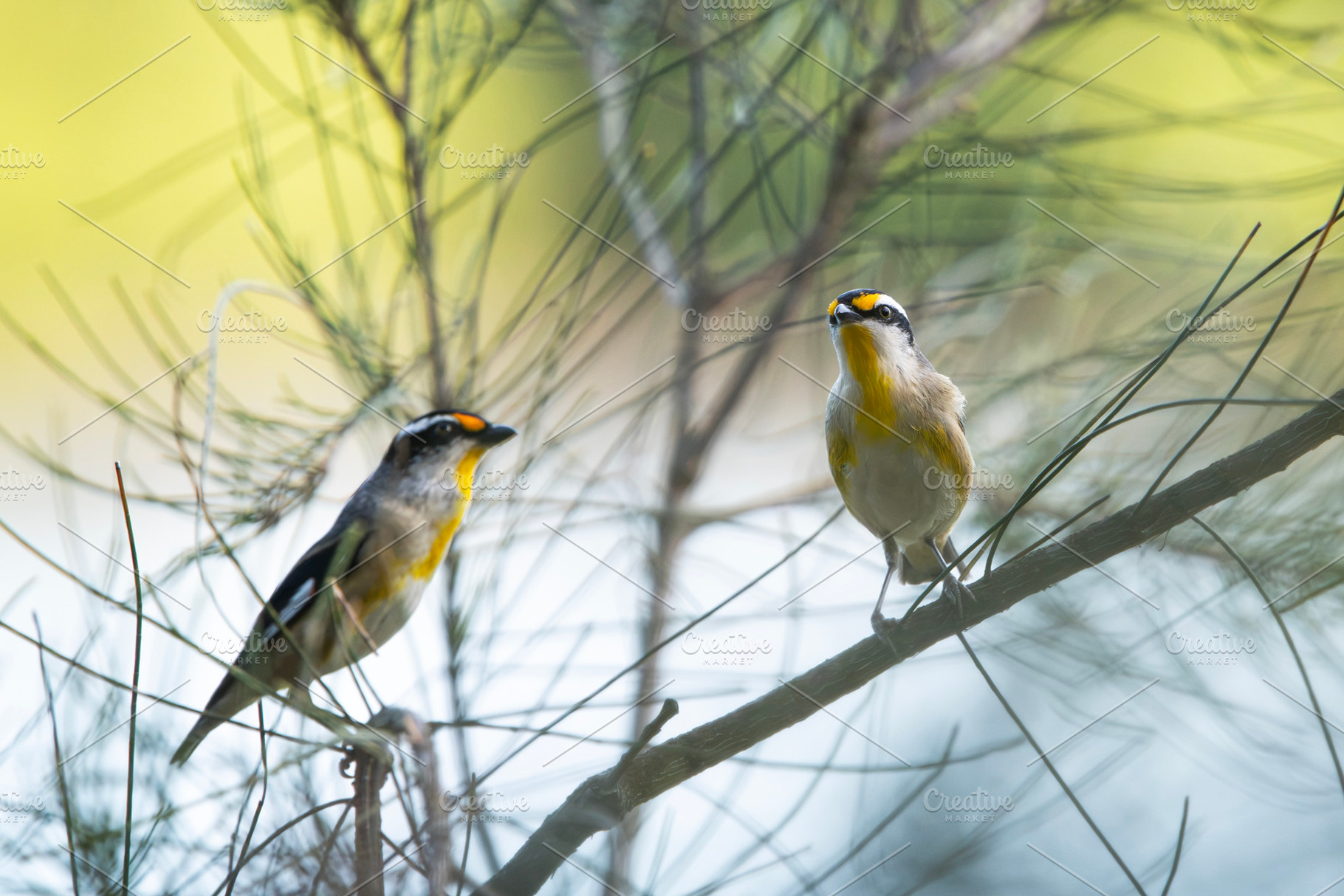 Striated pardalote bird, an Animal Photo by Rob D Animal Photography
