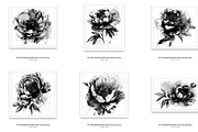 Painted Peonies Brushes for PS/PRO, a Brush Add-On by Polka Dot Pixels (Thumbnail 3 of 3)