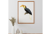 Vintage hornbill illustrations, an Animal Illustration by Natalka Dmitrova art (Thumbnail 9 of 17)