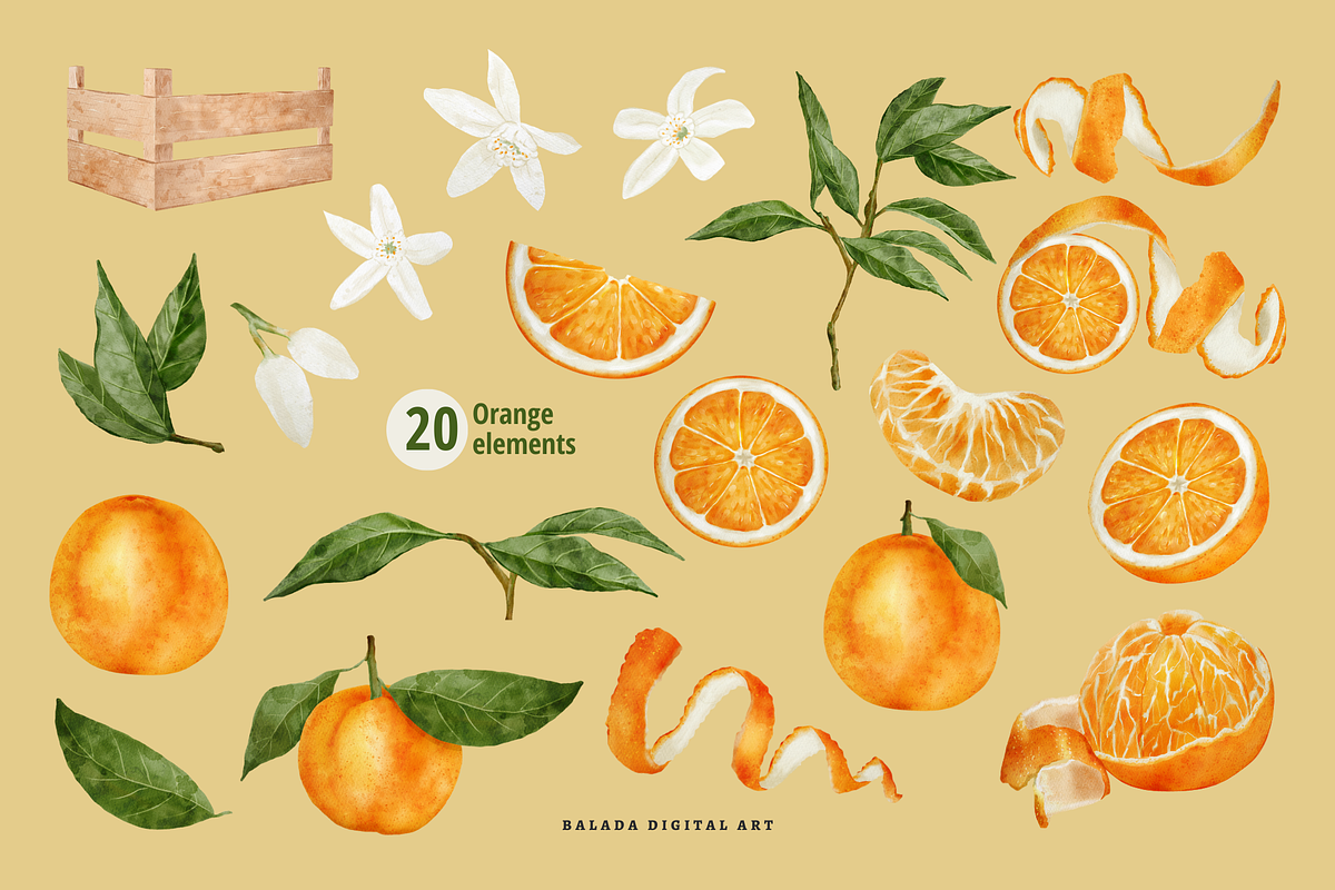 Watercolor Orange Fruit Clipart PNG, a Food Illustration by Balada Digital Art (Photo 3 of 6)