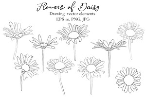 Flowers Of Daisy