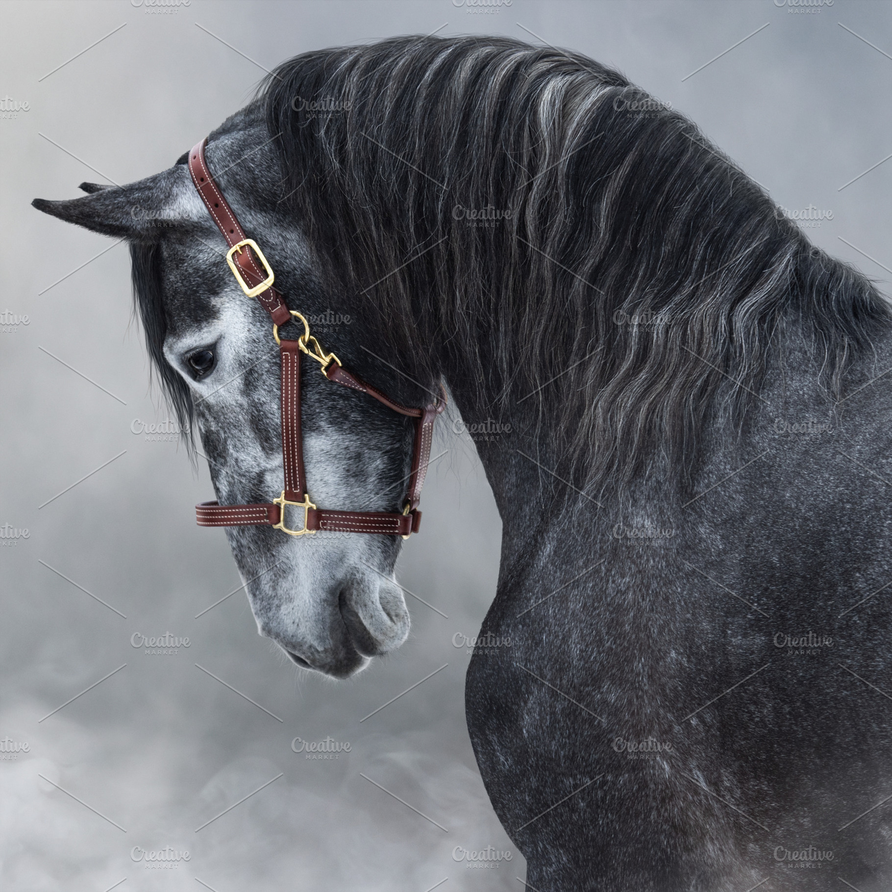 Portrait of gray Andalusian horse, a Background Photo by Horses and Dogs