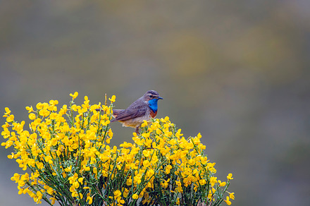 Male bluethroat singing perched on a heathland.