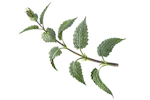 Nettle Pencil Illustration Isolated