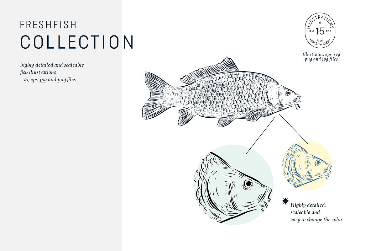 The Freshwater Fish Collection, an Animal Illustration by dicreate (Photo 5 of 6)