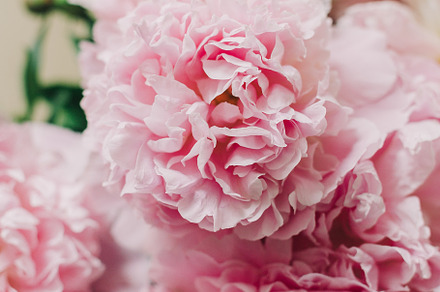 Peonies