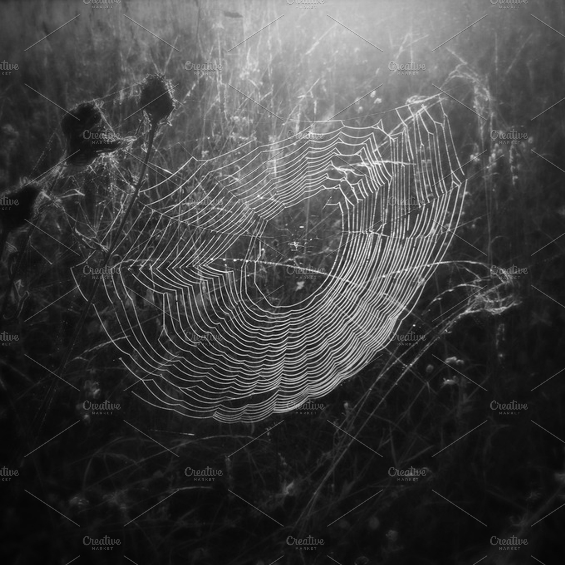 The Web Containing Spiderweb Spider And Bw