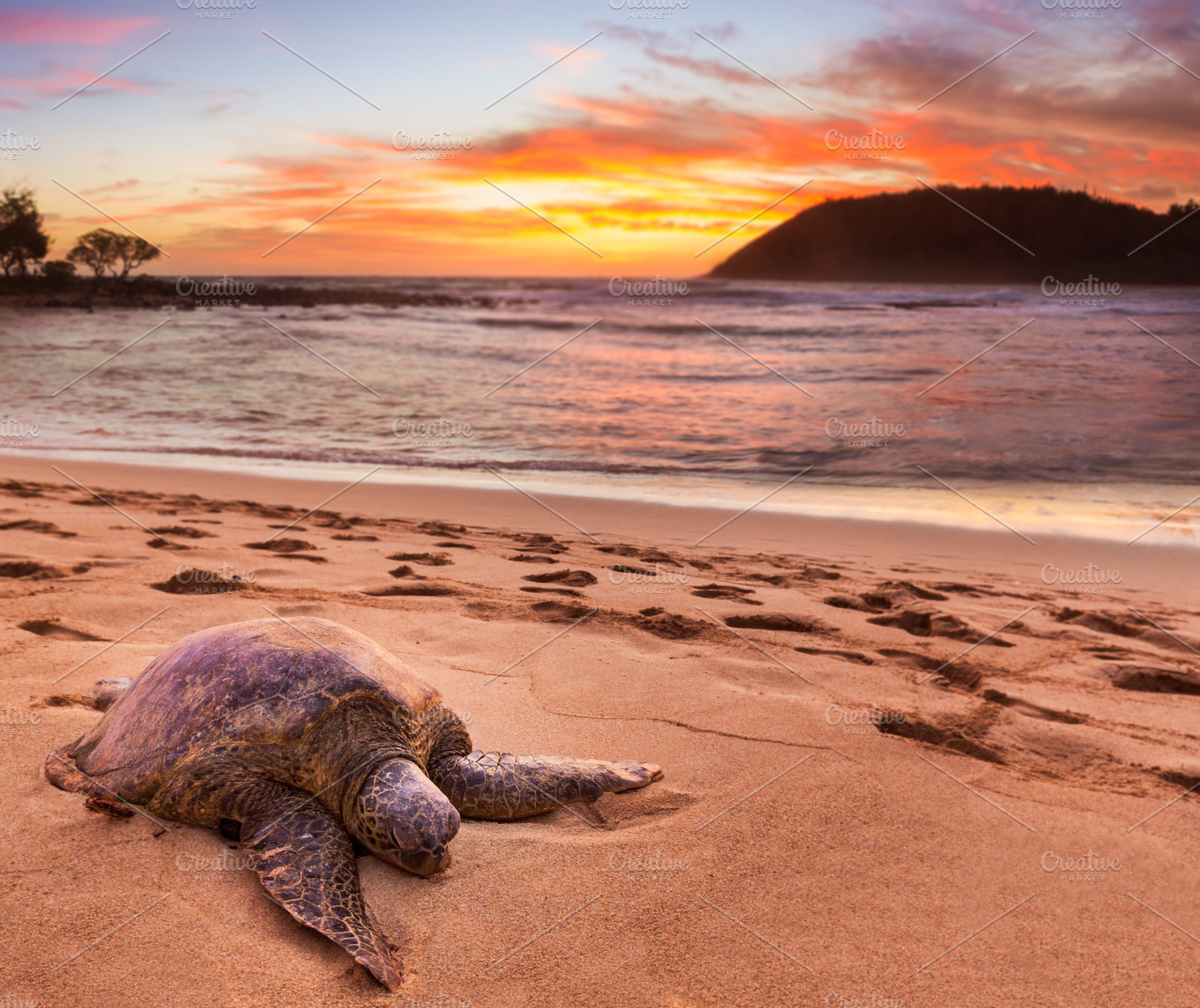 Beached sea turtle on sand at sunset stock photo containing turtle and beach, an Animal Photo by Backyard Stock