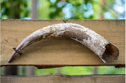 Highland Cattle horn isolated on, an Animal Photo by COLORFUL