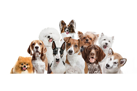 Differents dogs looking at camera stock photo containing collage and domestic, an Animal Photo by Volodymyr Melnyk
