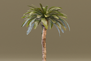 The Date Palm Tree, a Plants & Tree 3D Model by FuturePastCreatives (Thumbnail 3 of 6)