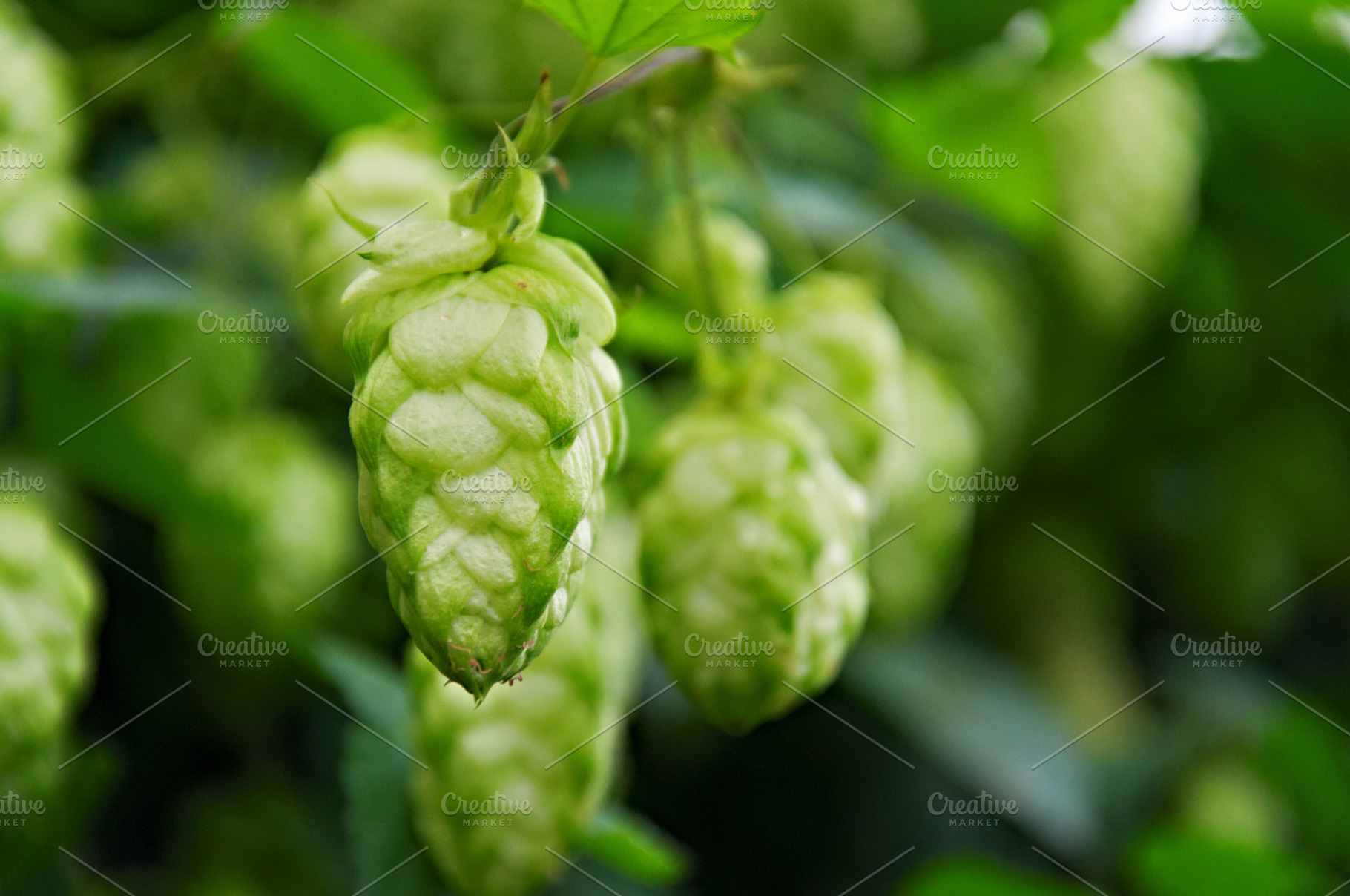 Hop Cone