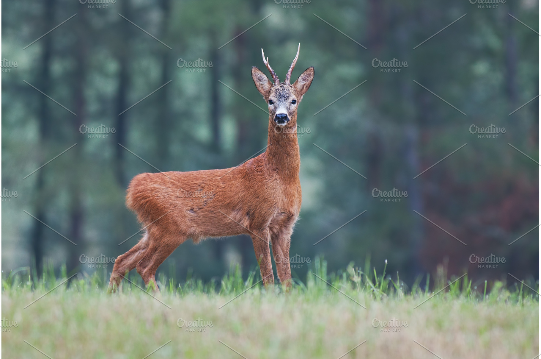 Male roe deer capreolus capreolus, an Animal Photo by WildMedia