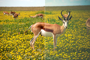 Wildlife Mobile LR And ACR Presets