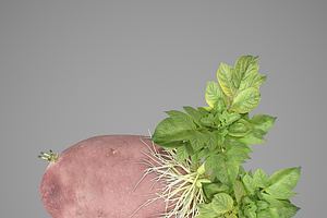 Young Potato Plant