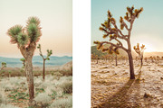 Joshua Tree Desert Wall Art, a Background Photo by Munopia (Thumbnail 7 of 10)
