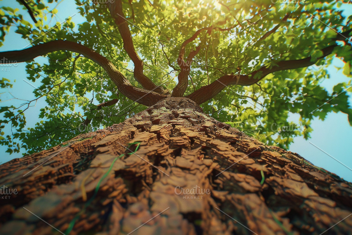 98 Trees view from below, a Nature Photo by Handmadefont (Photo 14 of 98)