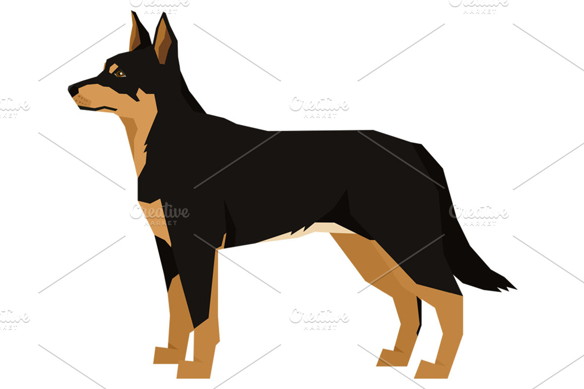 Dog breeds Australian Kelpie, an Animal Illustration by Nenilkime (Photo 2 of 3)