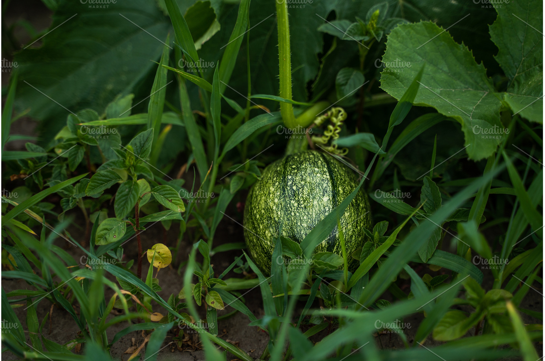 Young green pumpkin growing on a, a Nature Photo by volodymyrshtun13795