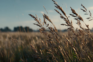 Wheat swaying in the wind at sunset, a Photo by Beautiful things