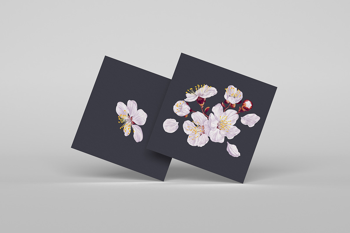 Apricot Branches Big Floral Set, an Illustration by MarynaPetrovska (Photo 17 of 23)