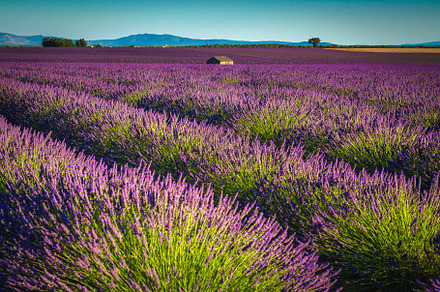 Magnificent purple lavender rows
