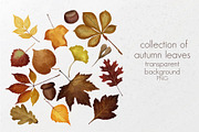 Autumn leaves set, a Decorative Illustration by AfieArt (Thumbnail 4 of 7)