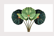 Muji Co · Symmetrical Botanics, a Decorative Illustration by milatovar (Thumbnail 10 of 16)