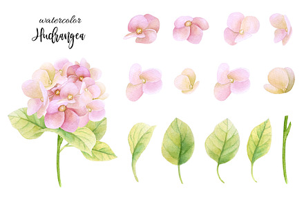 Watercolor hydrangea