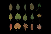 Autumn Leaves – 15 Isolated Assets, an Object Graphic by MarkSupply (Thumbnail 2 of 7)