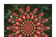 Muit Co · Retro Fruit Mandalas, a Food Illustration by milatovar (Thumbnail 13 of 22)