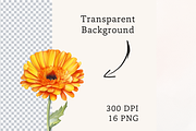 Watercolor Calendula flowers, a Decorative Illustration by TimCanvaTemplate (Thumbnail 5 of 5)