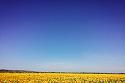 Kodak Gold 100 Lightroom Presets, an Action Add-On by Daily Studio (Thumbnail 10 of 10)