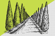 Hand drawn sketches of cypress tree, a Decorative Illustration by CGterminal (Thumbnail 7 of 7)
