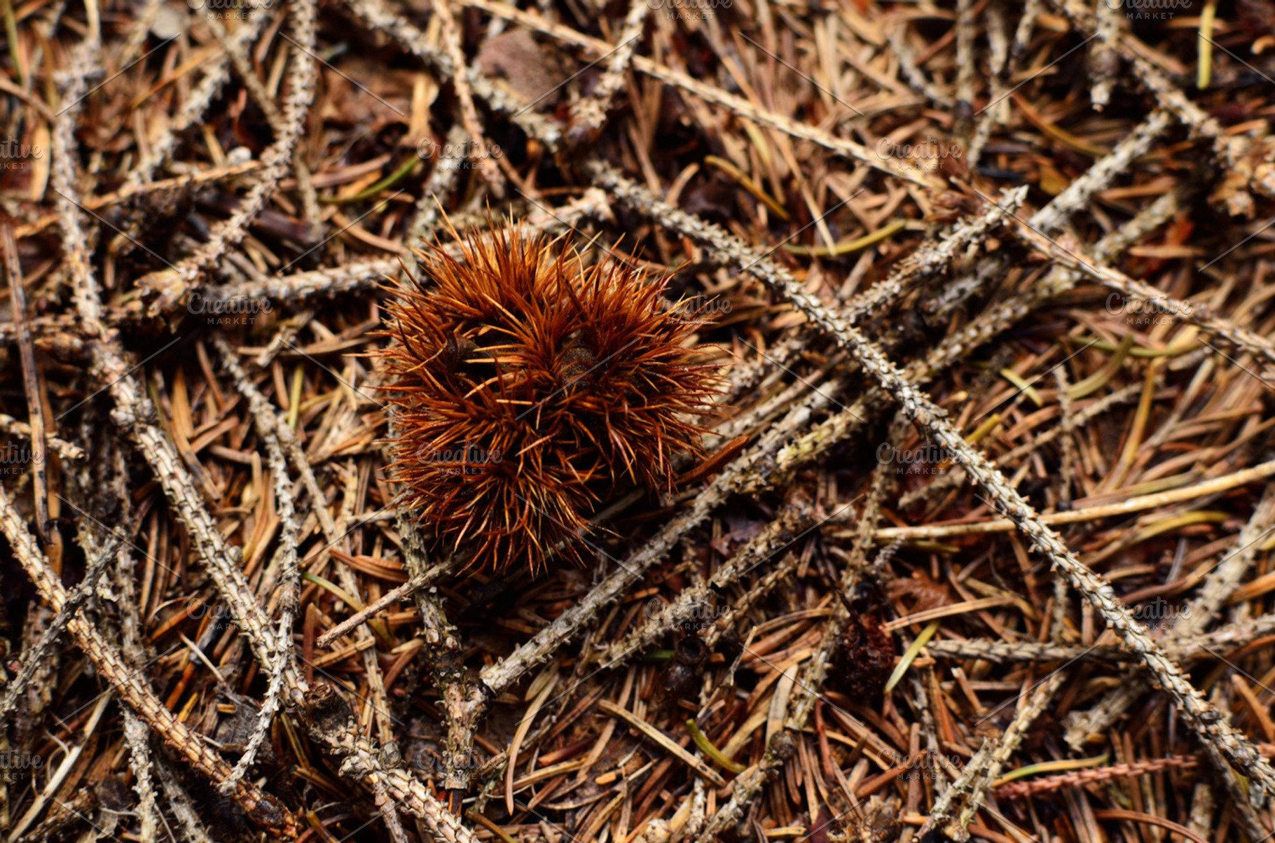 Chestnut in Autumn Leaves, a Nature Photo by PremiumCoding