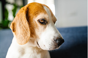 Beagle Dog Portrait, Close Up, Sad, an Animal Photo by MadPhotos