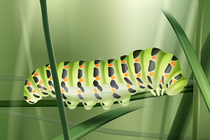 Green Machaon Caterpillar