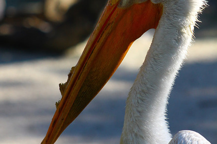 Nature flamingos peacocks & more stock photo containing south florida and