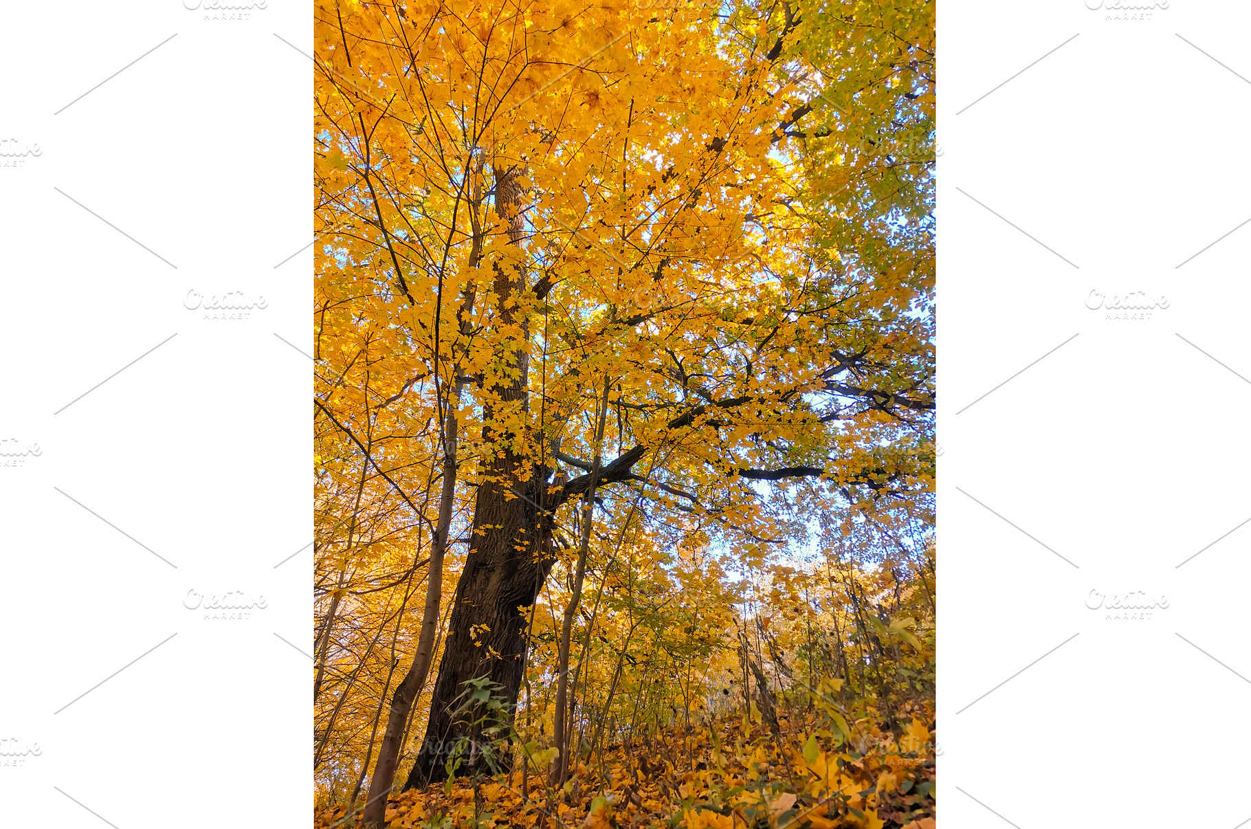Maple tree with yellowed leaves in, a Nature Photo by Tati_Kli