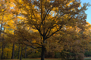 A large tree with vibrant yellow leaves in an autumn park, surrounded by fallen, a Nature Photo by Textures & Backgrounds