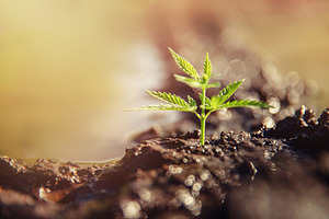 Bush marijuana cannabis on blurred b stock photo containing cannabis and
