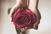 Rose in hands containing romantic, finger, and gift, a Nature Photo by Danya (Thumbnail 2 of 2)