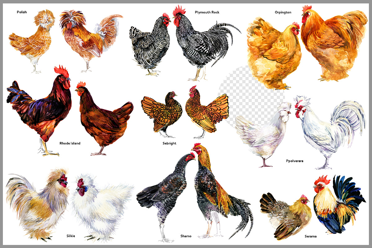 Watercolor Chicken Breeds Clipart, an Animal Illustration by FineArt (Photo 9 of 11)