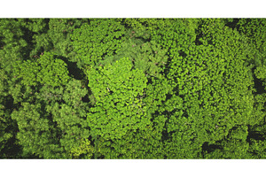 Lush green forest canopy covering, a Nature Photo by Goinyk