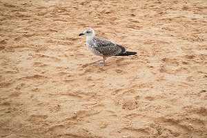 Lonely seagull on sandy beach, an Animal Photo by DanFLCreativo