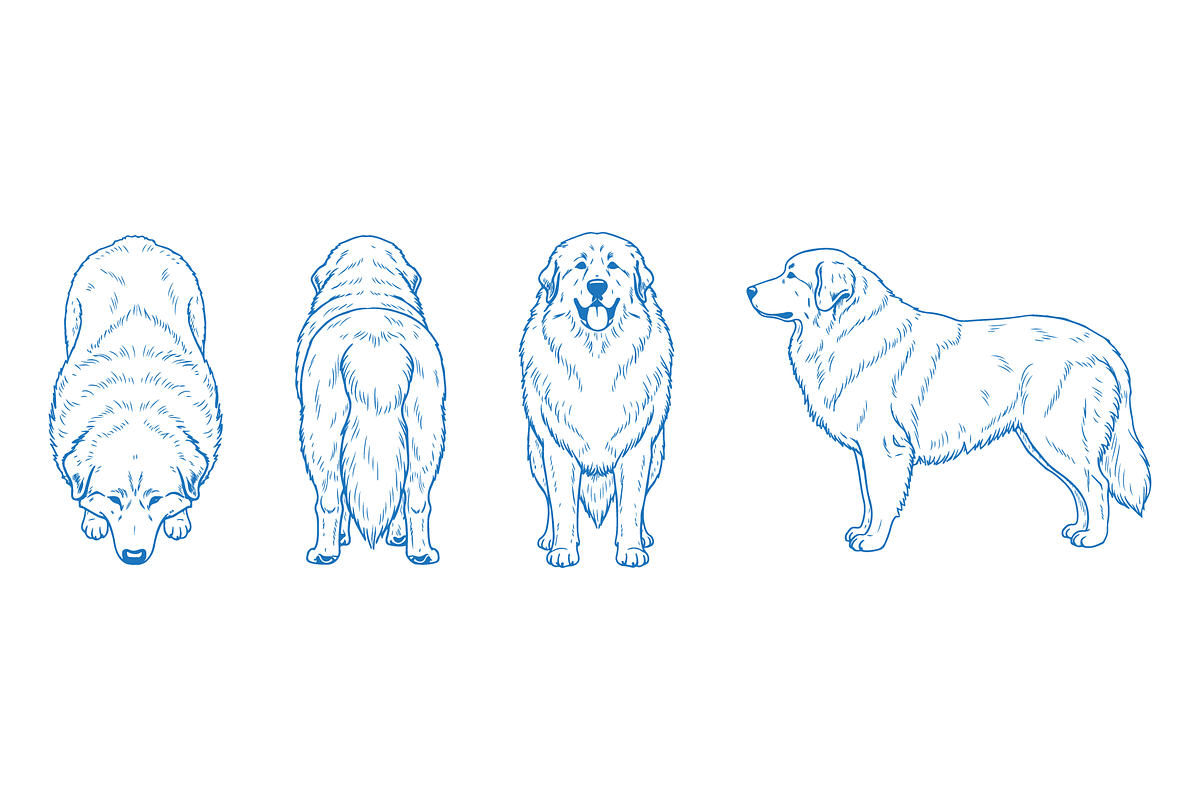 Hand Drawn Great Pyrenees Dog Vector, an Animal Illustration by MkStudio