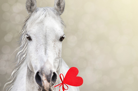 Horse keep heart lollipop, an Animal Photo by VICUSCHKA