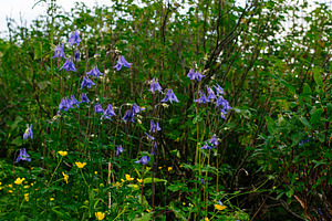 Wildflowers bloom in a lush garden setting near Reykjavik, Iceland, a Photo by AS photostudio
