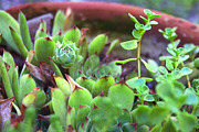 Summer Garden Collection, a Photo by Paper City Design (Thumbnail 8 of 21)