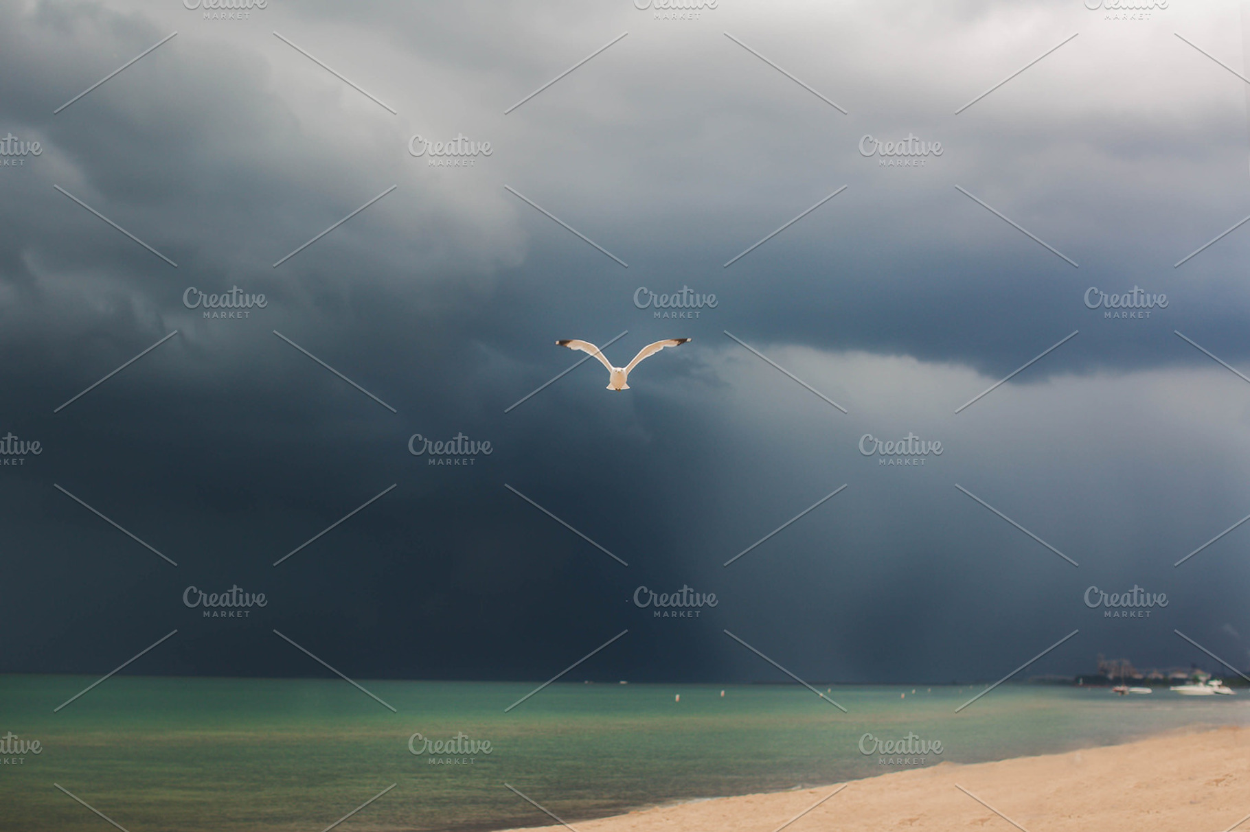 Flying Seagull Bird, a Photo by Kunkel Adventures